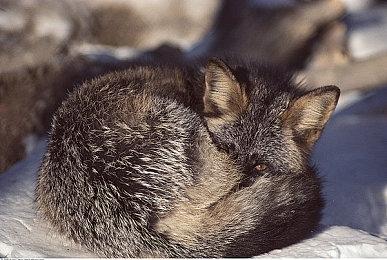 《夜下降生》系列最新作《夜下降生 II Sys:Celes》现正热卖中！