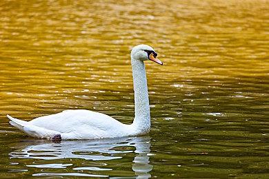 亮相新品节！暗黑奇幻Rogue战棋游戏《罪域征途》试玩版现已发布